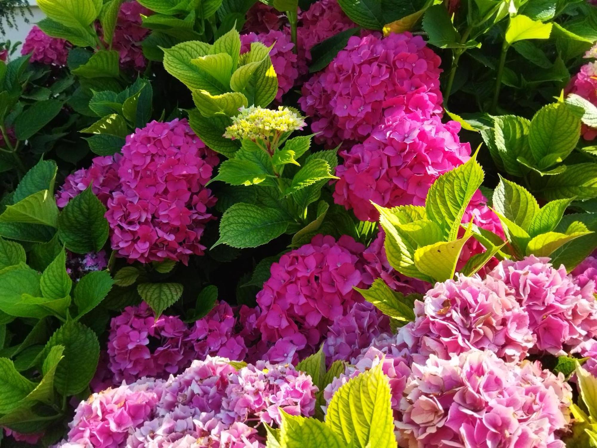Les Hortensias Fortschwihr 외부 사진